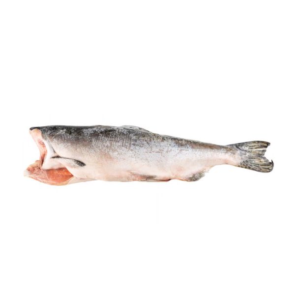 Cá hồi hồng (lưng bướu)